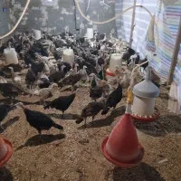 بوقلمون ۳ ماهه