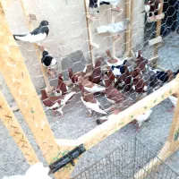کفتر|پرنده|مشهد, کوه سنگی|دیوار