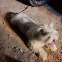 سگ شیتزو|سگ|شیروان (خراسان), |دیوار