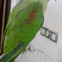 جوجه شاه طوطی|پرنده|صابری, |دیوار