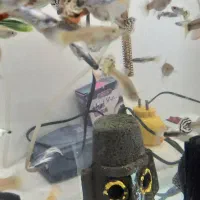 آکواریوم و ماهی