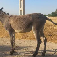 خر نر|حیوانات مزرعه|فیروزآباد (فارس), |دیوار