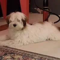 سگ شیتزو تریر اصیل