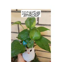 گلهای شاداب وارزان|گل و گیاه طبیعی|چابهار, |دیوار