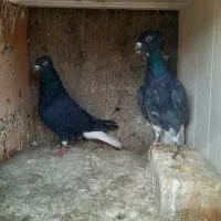 زاغ دم سفید|پرنده|مشهد, هنرستان|دیوار