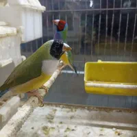 فنچ گلدین|پرنده|بوشهر, |دیوار