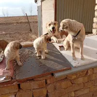 سگهای مینیاتوری و سگ بزرگ نگهبان