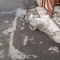 پاکوتاه نر سفید یک ساله بدونه هیچ مریضی