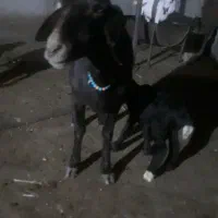 یک راس میش وبره