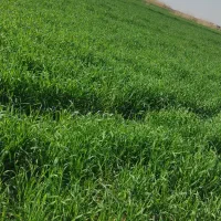 فروش ۱ هکتار|فروش دفتر صنعتی، کشاورزی، تجاری|سوسنگرد, |دیوار