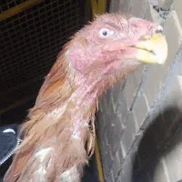 خروس لاری نصل بیجار