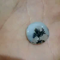 شجر تک درخت قاعن|جواهرات|اردبیل, |دیوار