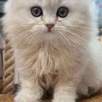 گربه اسکاتیش دبل فولد پا کوتاه