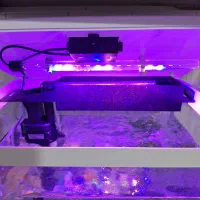 اکواریم با ماهی|ماهی|اصفهان, عمان سامانی|دیوار