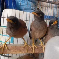 فروش دو جفت مرغ مینا درجه یک