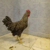 خروس نژاد پیلموت راک