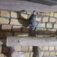 پنج عددکفتر