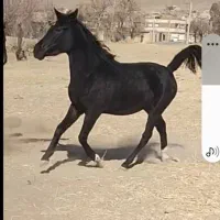 کره مادیان مشکی ۱ساله