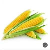 فروش ذرت علوفه درجه یک پردانه