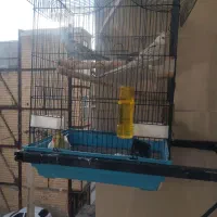 طوطی عروس هلندی