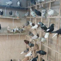 کبوتر دسته ۹۰تایی|پرنده|الوند, |دیوار