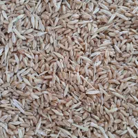 فروش حدود ۵۰۰ کیلو گندم اعلاء حداقل فروش ۱۰ کیلو