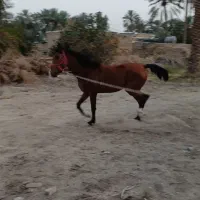 اسب نریان ۳ساله|اسب و تجهیزات اسب‌سواری|جیرفت, |دیوار