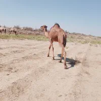 نره