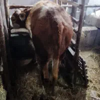 لیشه سیمینتال|حیوانات مزرعه|رشت, حومه رشت|دیوار