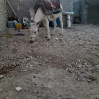 خر نر|حیوانات مزرعه|بهبهان, |دیوار