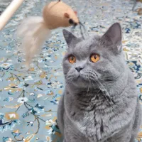 گربه بریتیش اصیل|گربه|ساری, |دیوار