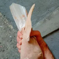 ۲ عدد زرد دم سفید چش نوک  .معاوضه با طوقی نر خوب