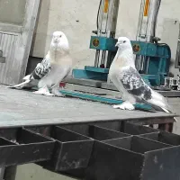 کبوتر ترکیه