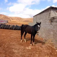 اسب|اسب و تجهیزات اسب‌سواری|لردگان, |دیوار