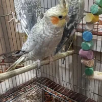 عروس هلندی|پرنده|نسیمشهر, |دیوار