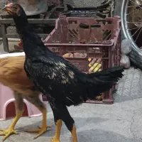 فروش دو عدد جوجه لاری