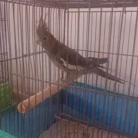 فروش عروس هلندی ماده|پرنده|رامسر, |دیوار