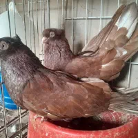 یه جفت صرب سرخ ودوکت