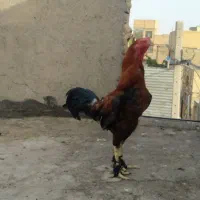 لاری خروس