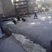 کبوتر
