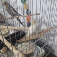 یک جفت عروس هلندی