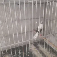 قناری دورگه خاص ابلغ خوشگل وسفید معمولی|پرنده|کرمان, |دیوار