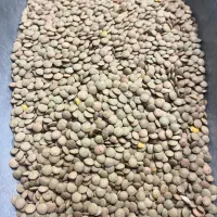 فروش عمده عدس