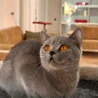 بریتیش بلو ماده