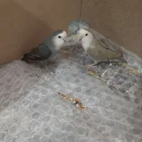 چهار تا طوطی برزیلی زیبا وبازیگوش