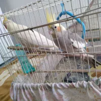 عروس هلندی نر و ماده سالم و سرحال