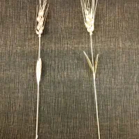 سنبل یلدایی و سفره هفت سین