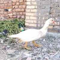 اردک اسرائیلی