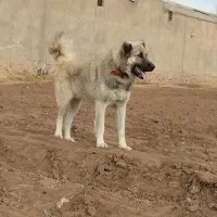 سگ‌گمشده|حیوانات|اردبیل, |دیوار