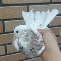 کبوتر شازده سرور
